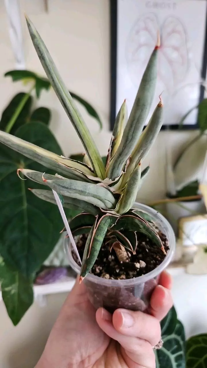 plant/Sanseveria silver clone mutation-0