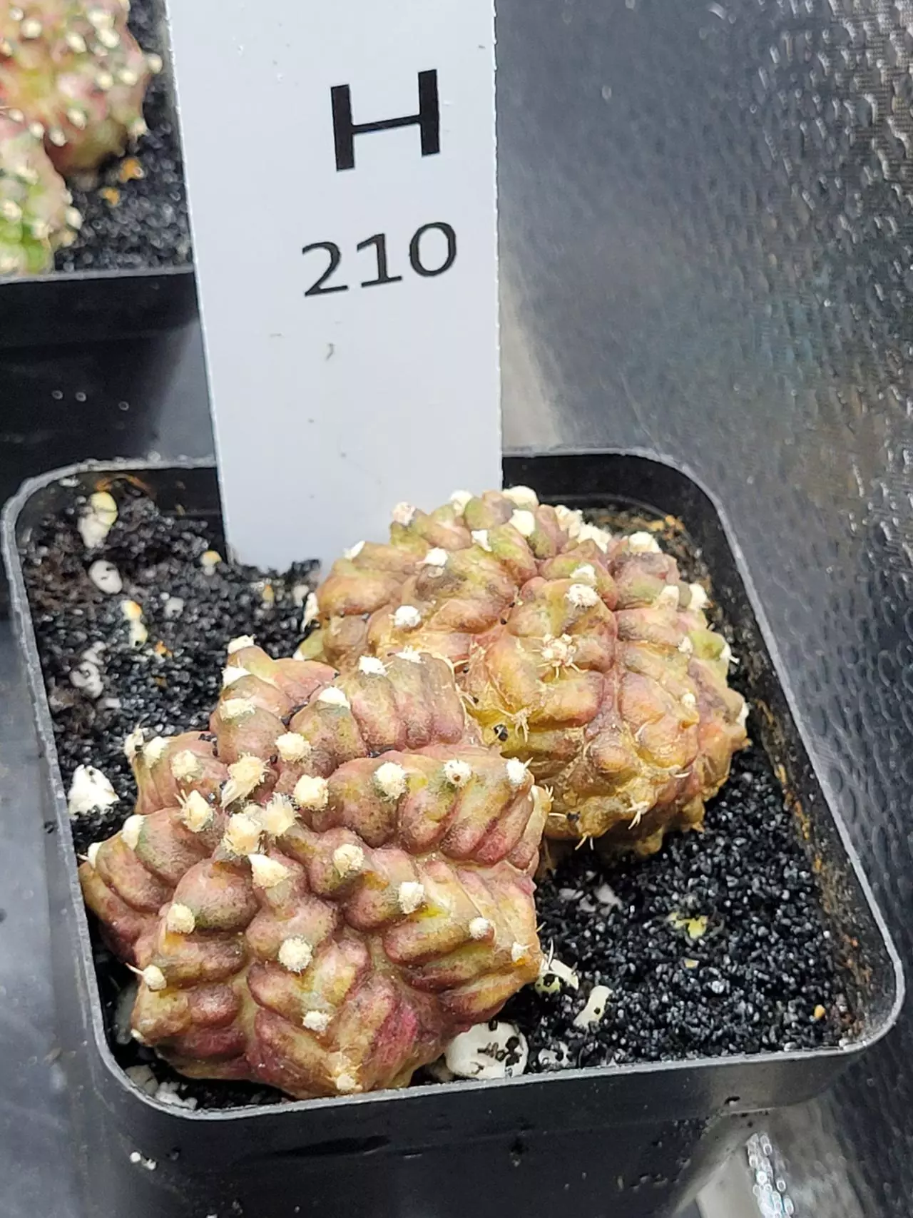 plant/Gymnocalycium Mihanovichii Trex Clone Cluster in 2.7" H210-0