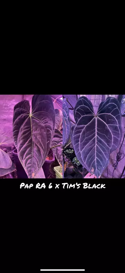plant/GC Pap RA6 x Tim's Black -0-thumbnail