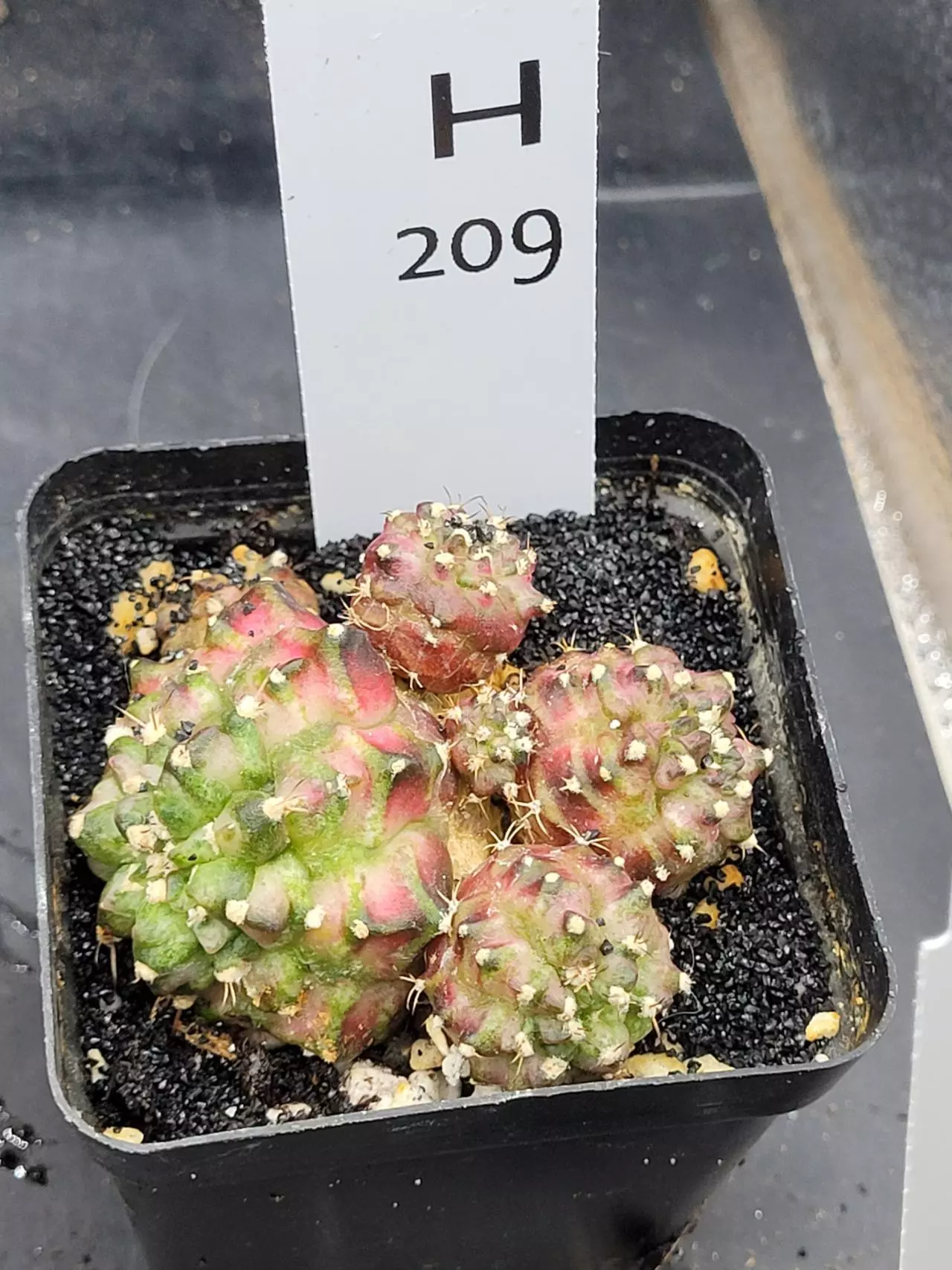 plant/Gymnocalycium Mihanovichii Trex Clone Cluster in 2.7" H209-0