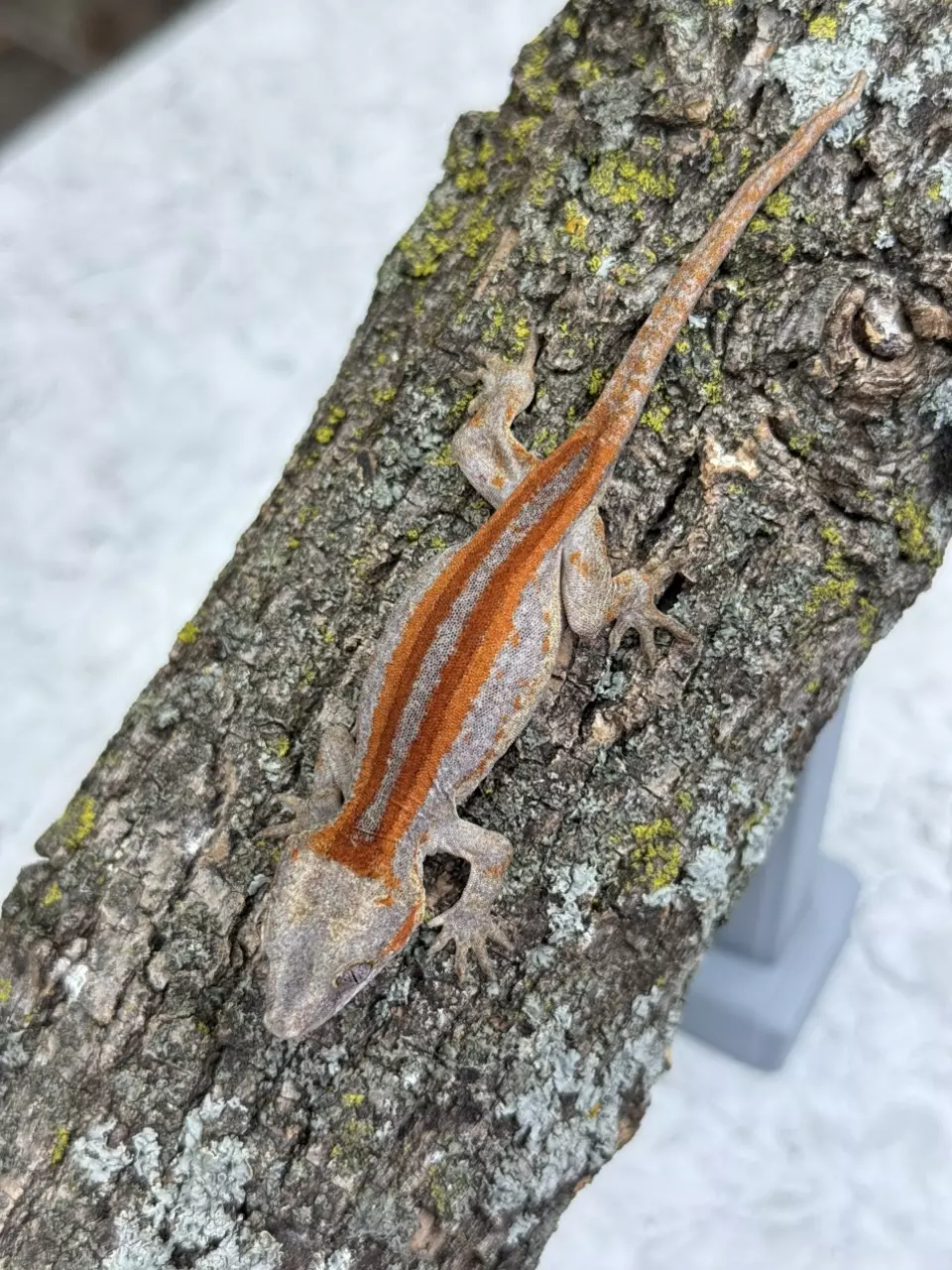 plant/GG25-13 - HaPe - Bold Red/Orange Stripe - NPV 8g-0