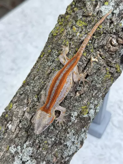 plant/GG25-13 - HaPe - Bold Red/Orange Stripe - NPV 8g-0-thumbnail