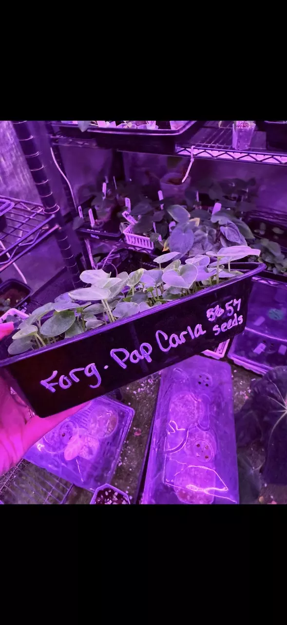 plant/GC: Forgetii x Pap Carla small seedling-2