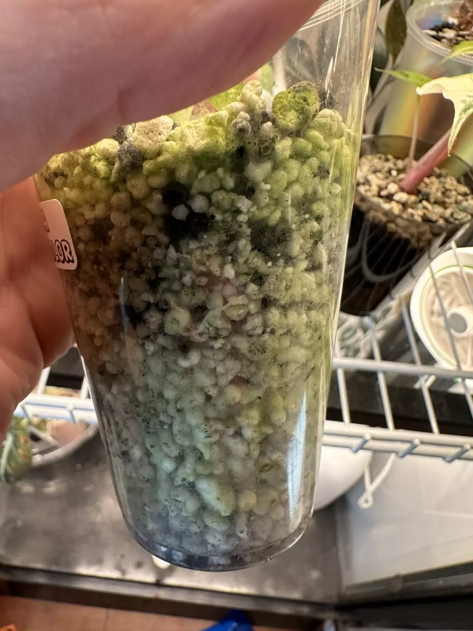 plant/Alocasia Ninja Tricolor baby!-2