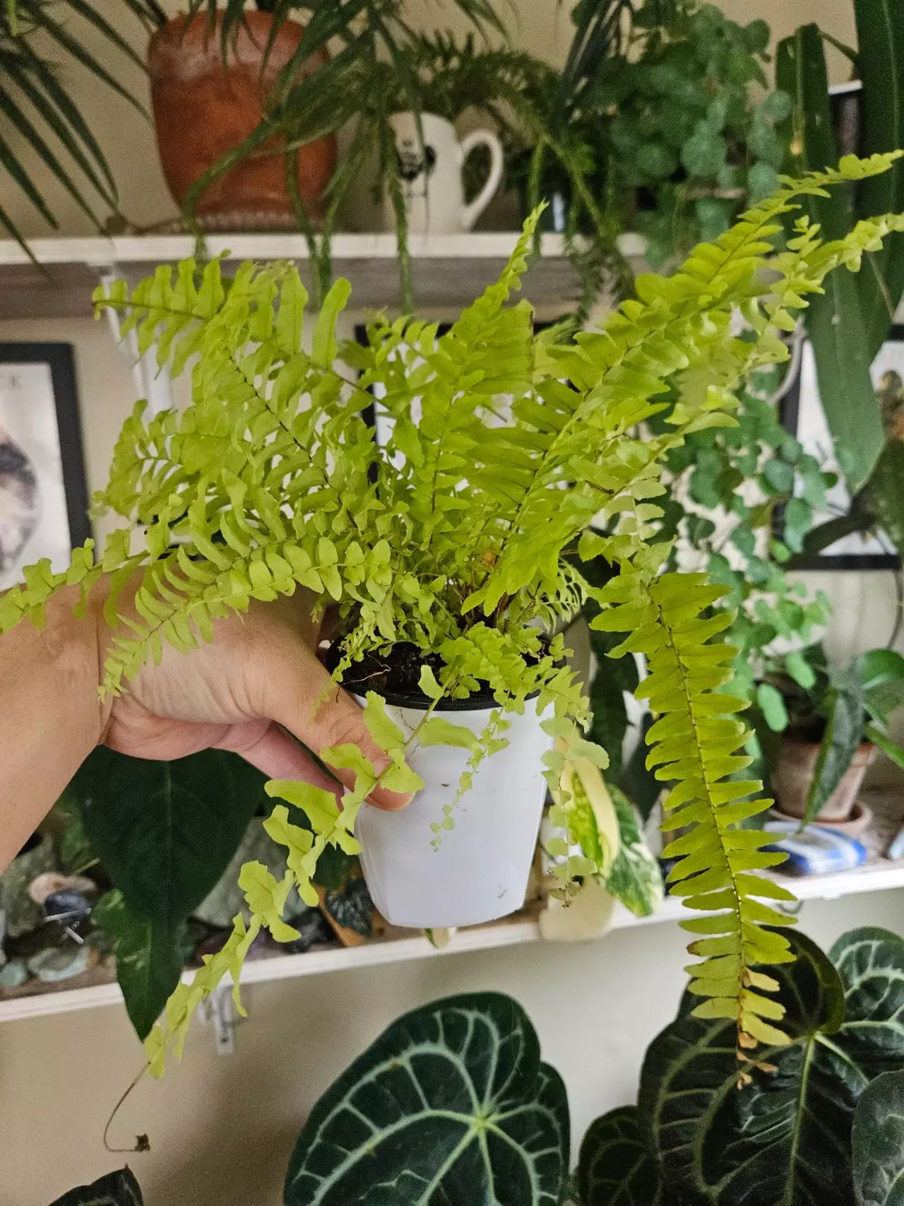 plant/Fern in self watering-1