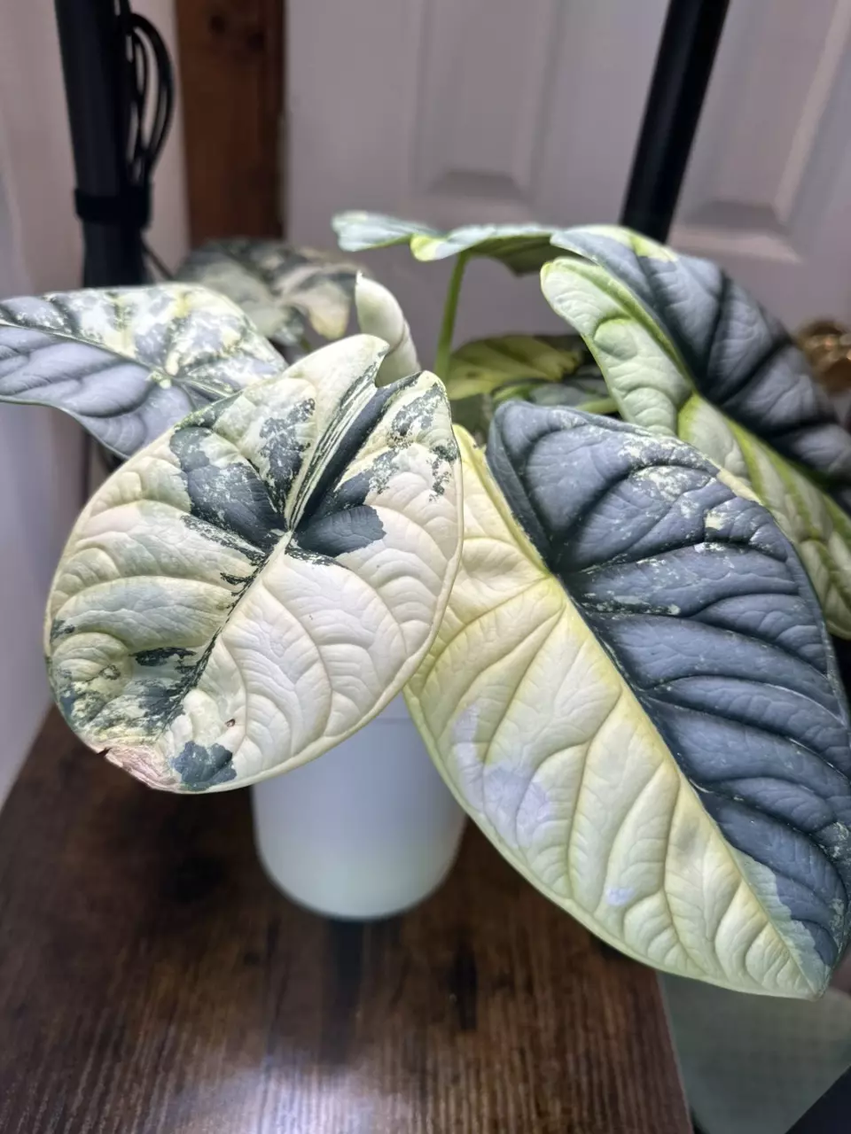 plant/Alocasia Silver Dragon Albo 🐉 CORM!-0