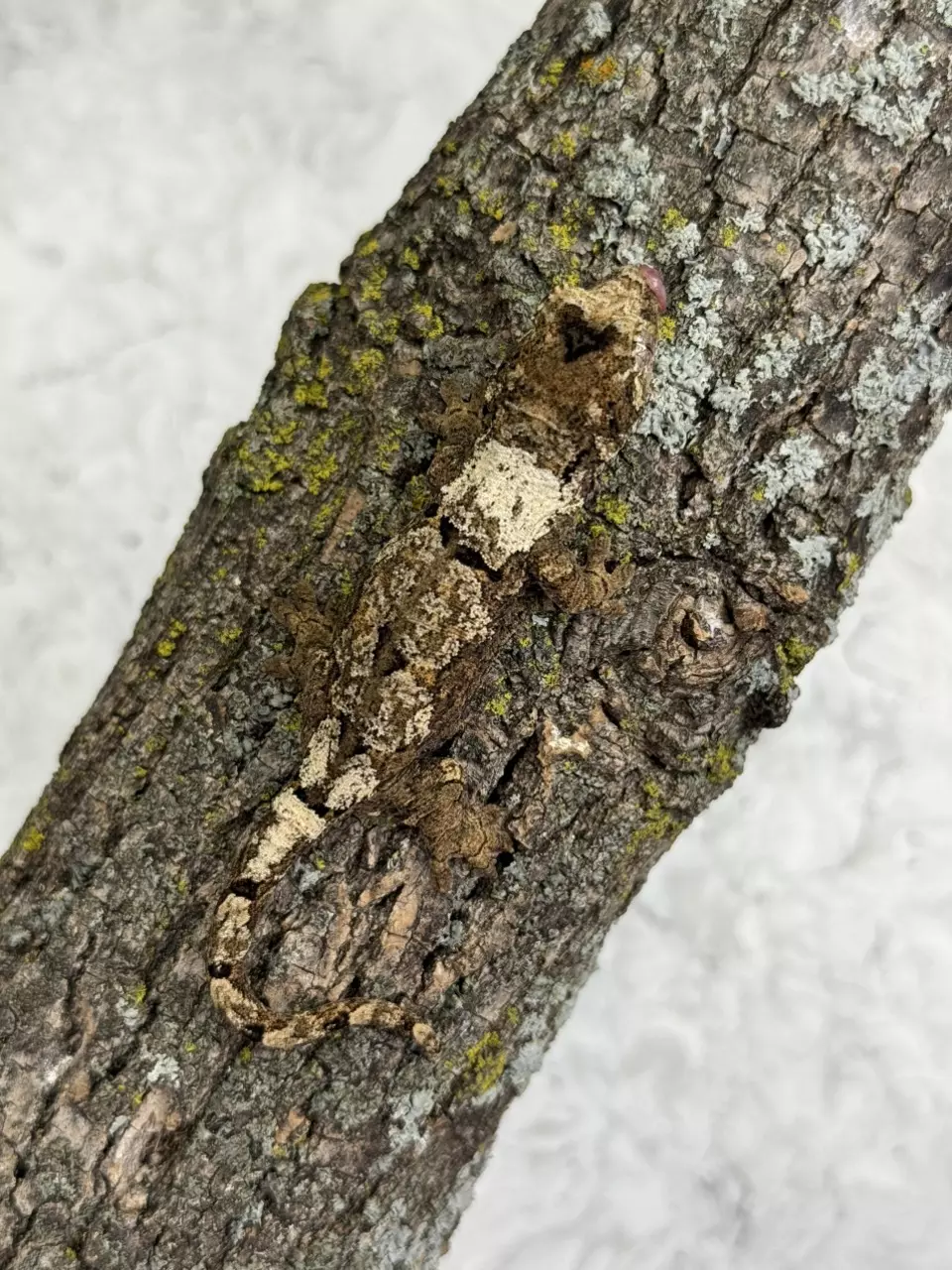 plant/CH25-55 - BuSu - white Collar - NPV 7.7g-0