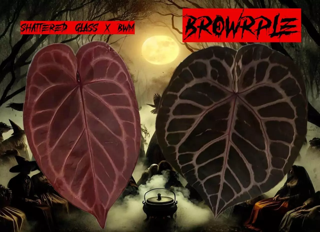 plant/GC Seedling (Shattered Glass x BWM) x (Tortoise Shell Brown x Purple Rain)-0