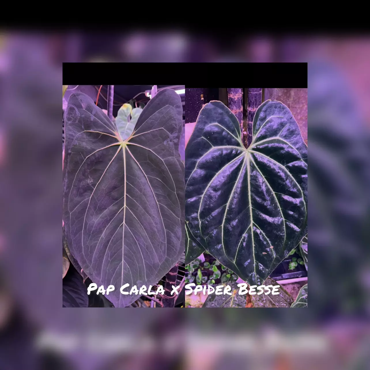 plant/GC: Pap Carla x Spider Besseae small seedling-0