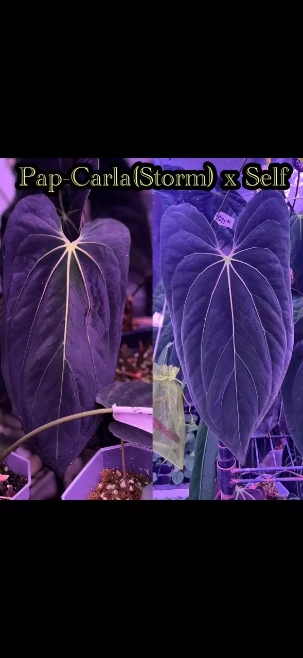 plant/GC: Pap Carla x self 2 sprouted seeds-0