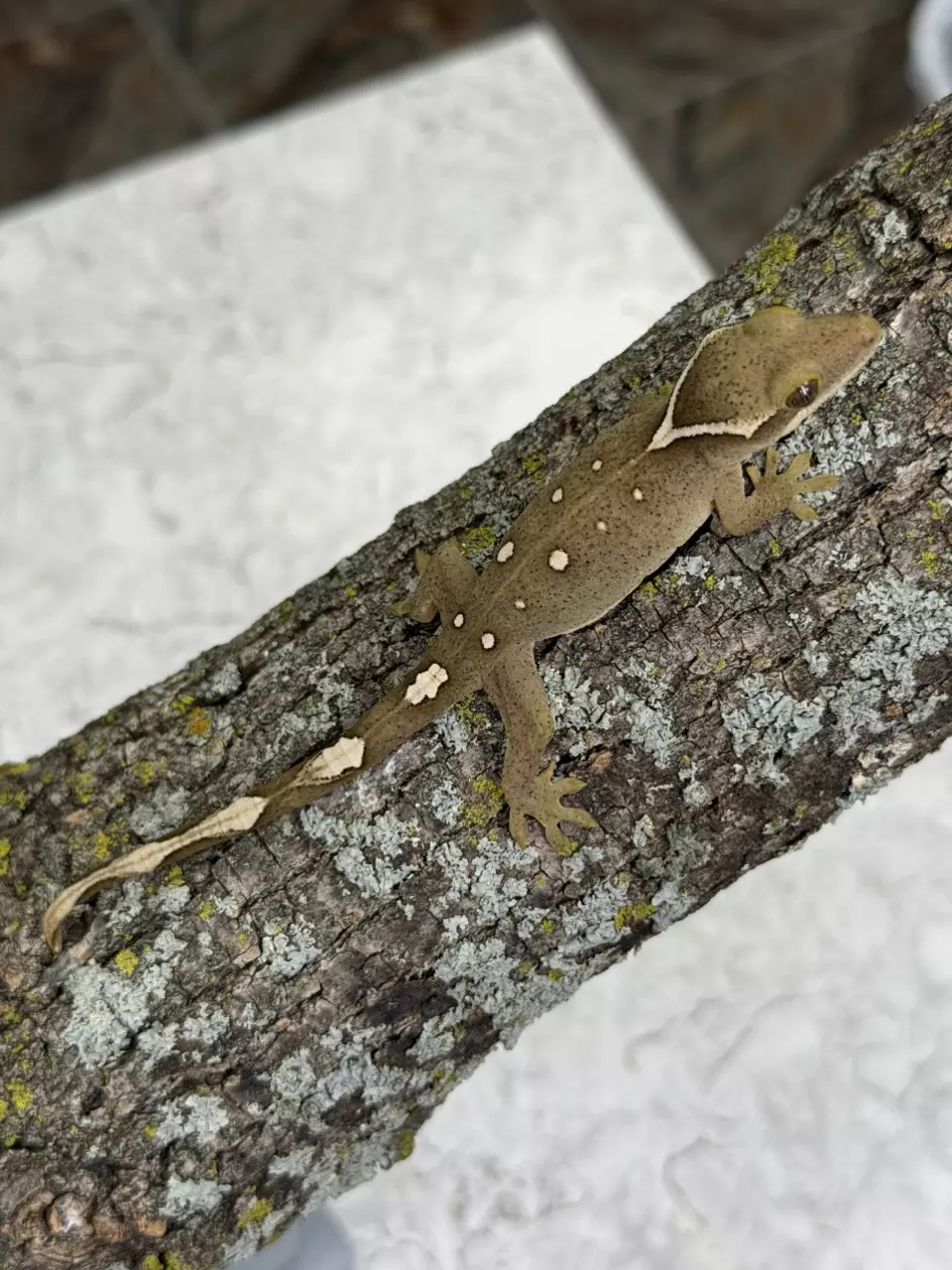 plant/SG25-07 - KiSk - 10 spot white collar - NPV 8.5g-0