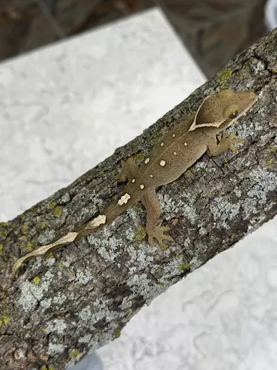 plant/SG25-07 - KiSk - 10 spot white collar - NPV 8.5g-0-thumbnail