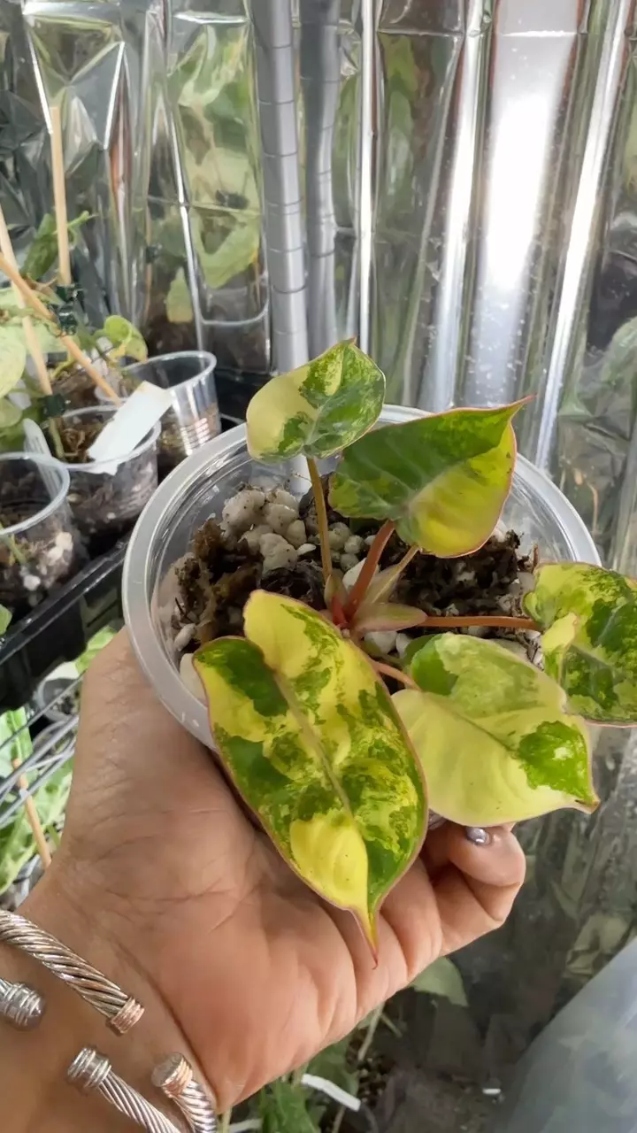 plant/Var Billie #27-0