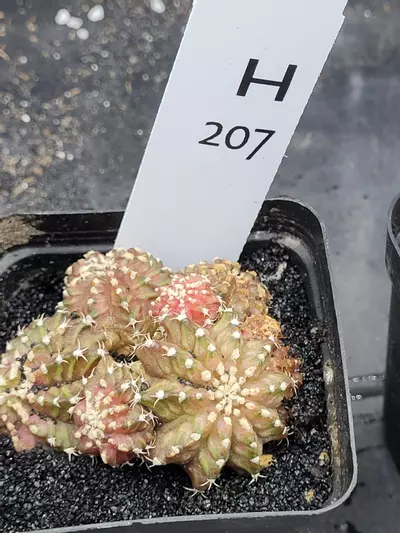 plant/Gymnocalycium Mihanovichii Trex Clone Cluster in 2.7" H207-0-thumbnail