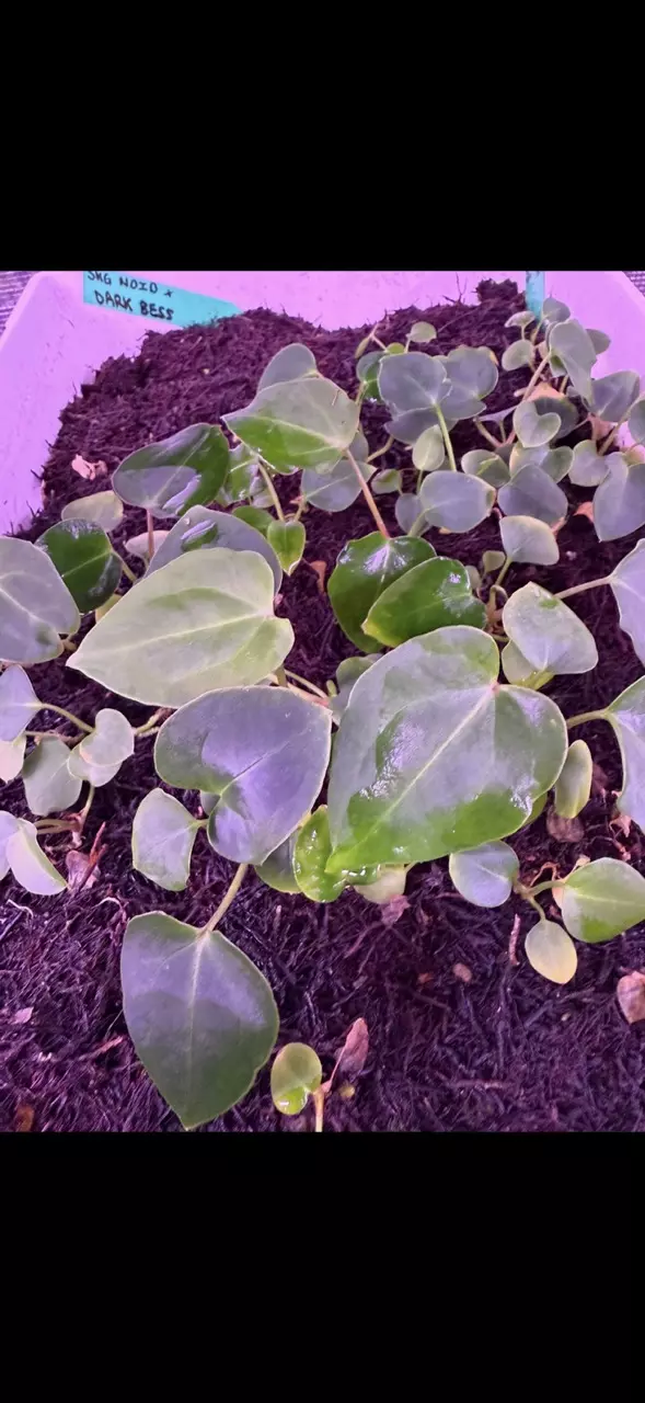 plant/GC: SKG Grey bench x Dark Bess seedling-2