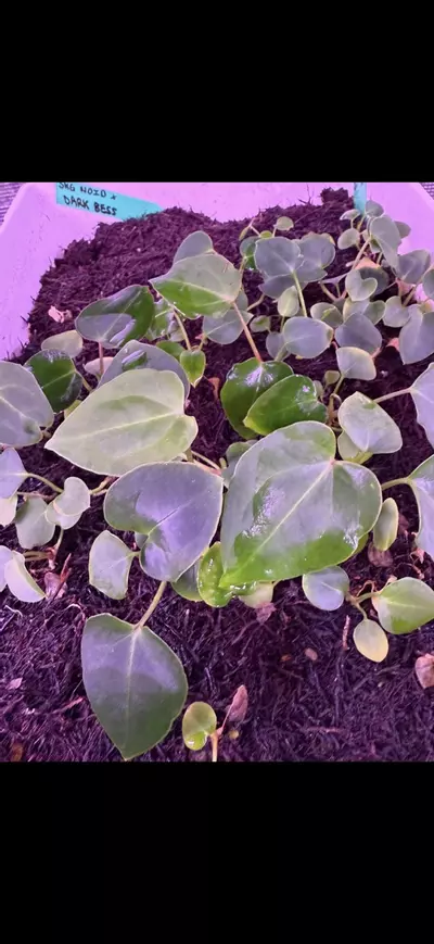 plant/GC: SKG Grey bench x Dark Bess seedling-2-thumbnail