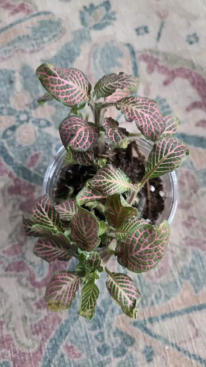 plant/Pink Fittonia 3.25" 11-026-0
