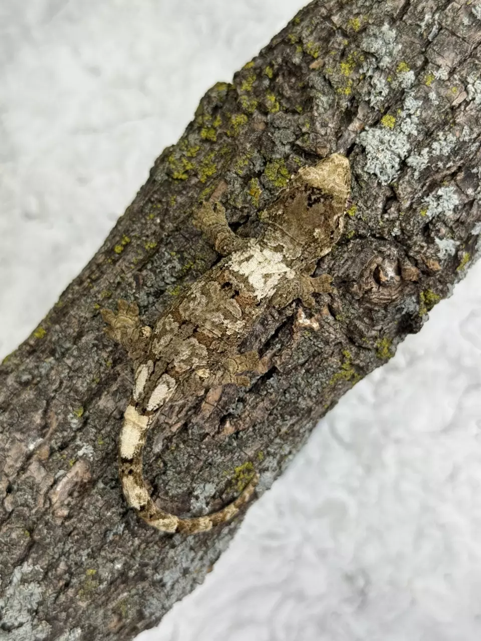 plant/CH25-44 - ScSm - White Collar High color - NPV 10.6g-0