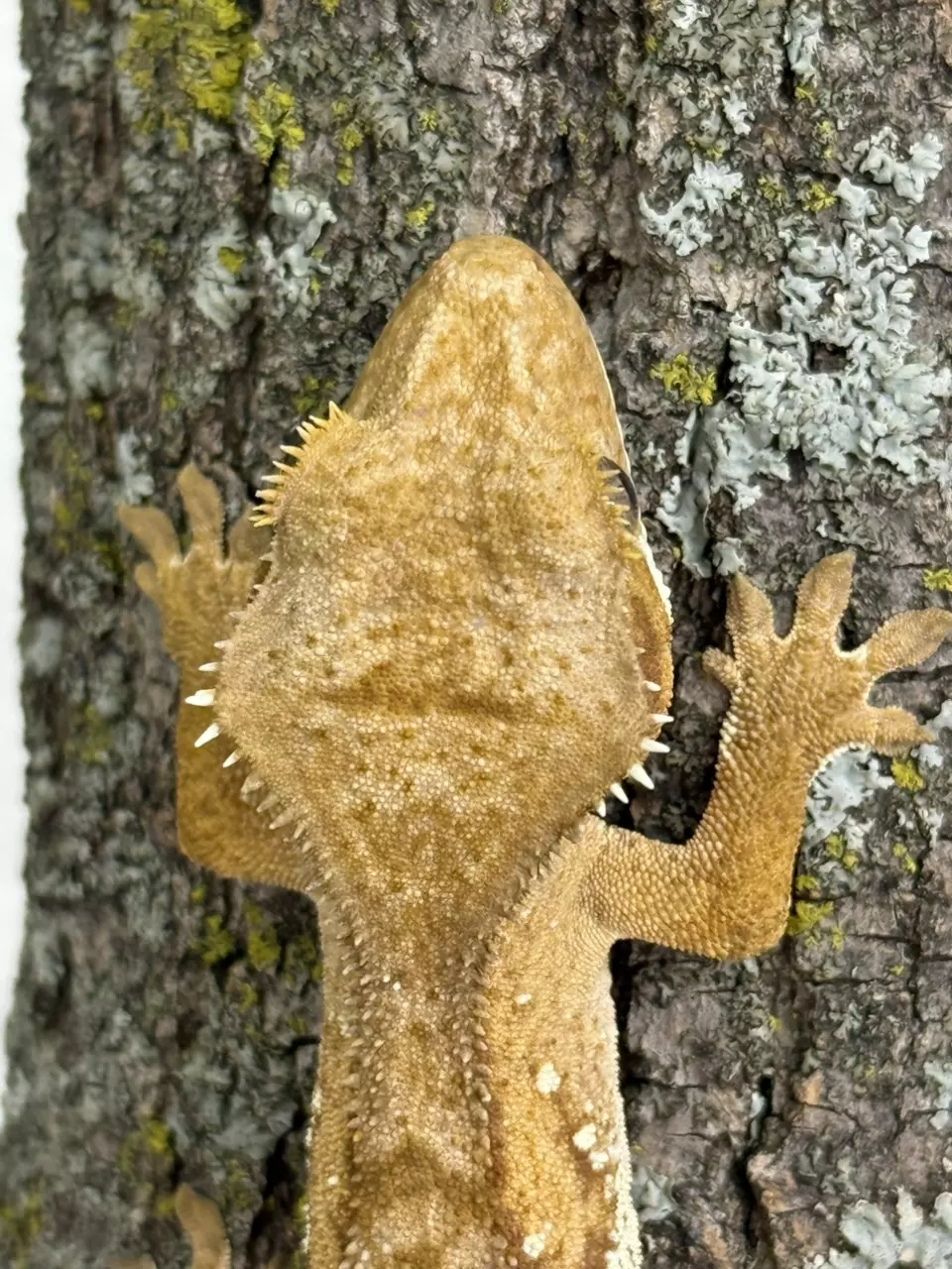 plant/CR25-129 - VIBa - Phantom - Male 8.6g-2