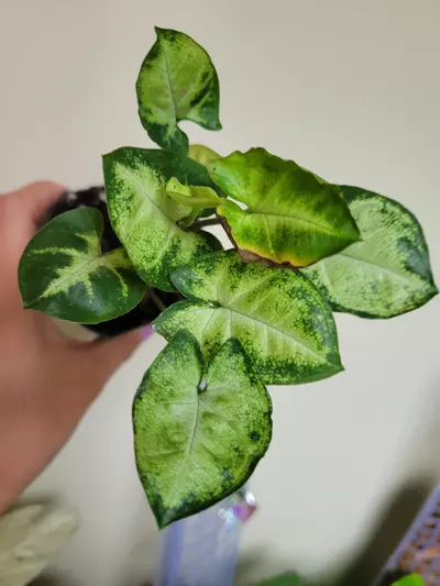 plant/Syngonium Mojito-1-thumbnail