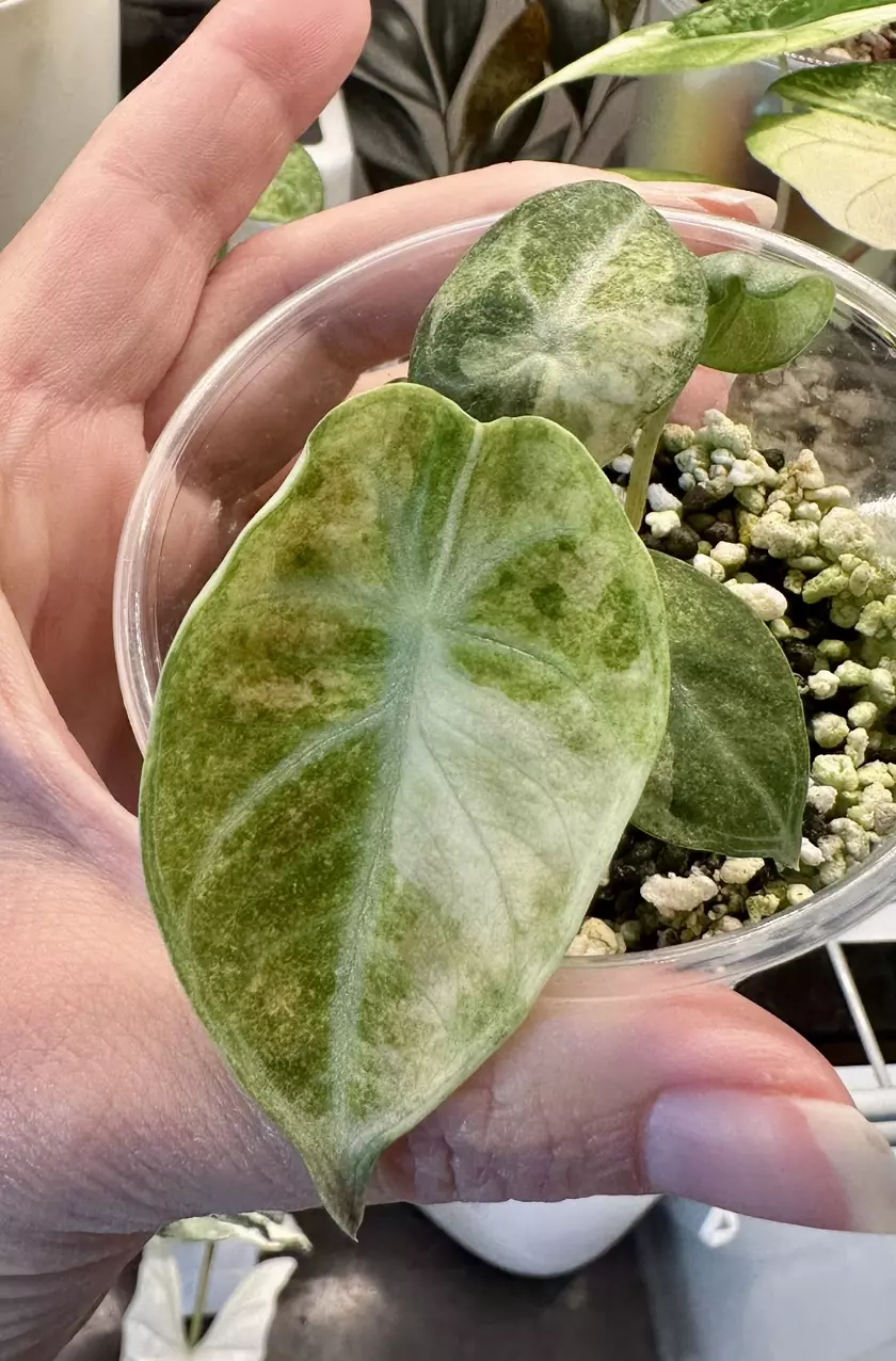 plant/Alocasia Ninja Tricolor!-0