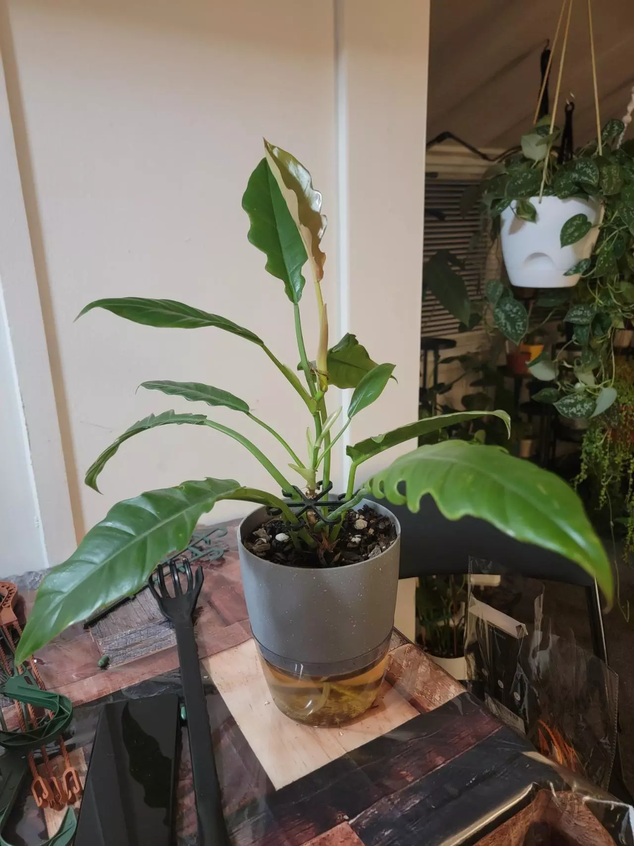 plant/🎁Philodendron Jungle Boogie-0