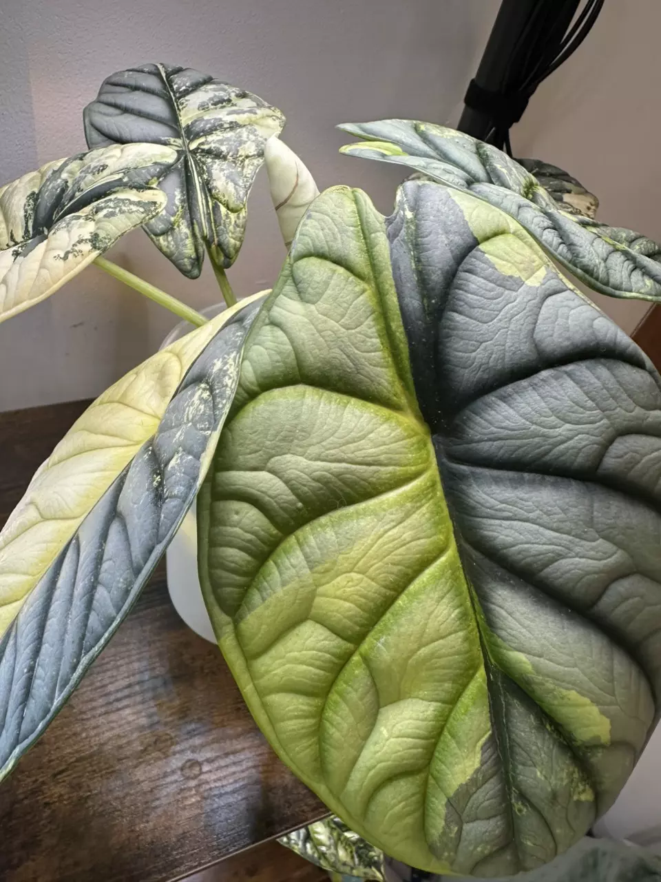 plant/Alocasia Silver Dragon Albo 🐉 CORM!-1