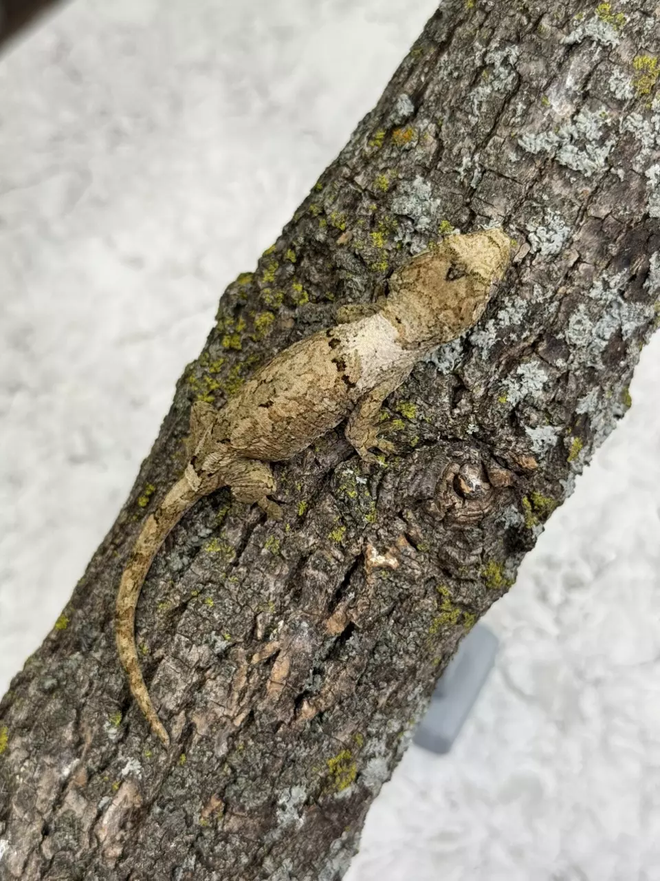 plant/CH25- SqKo - High Color PI Chahoua - NPV 9.2g-0