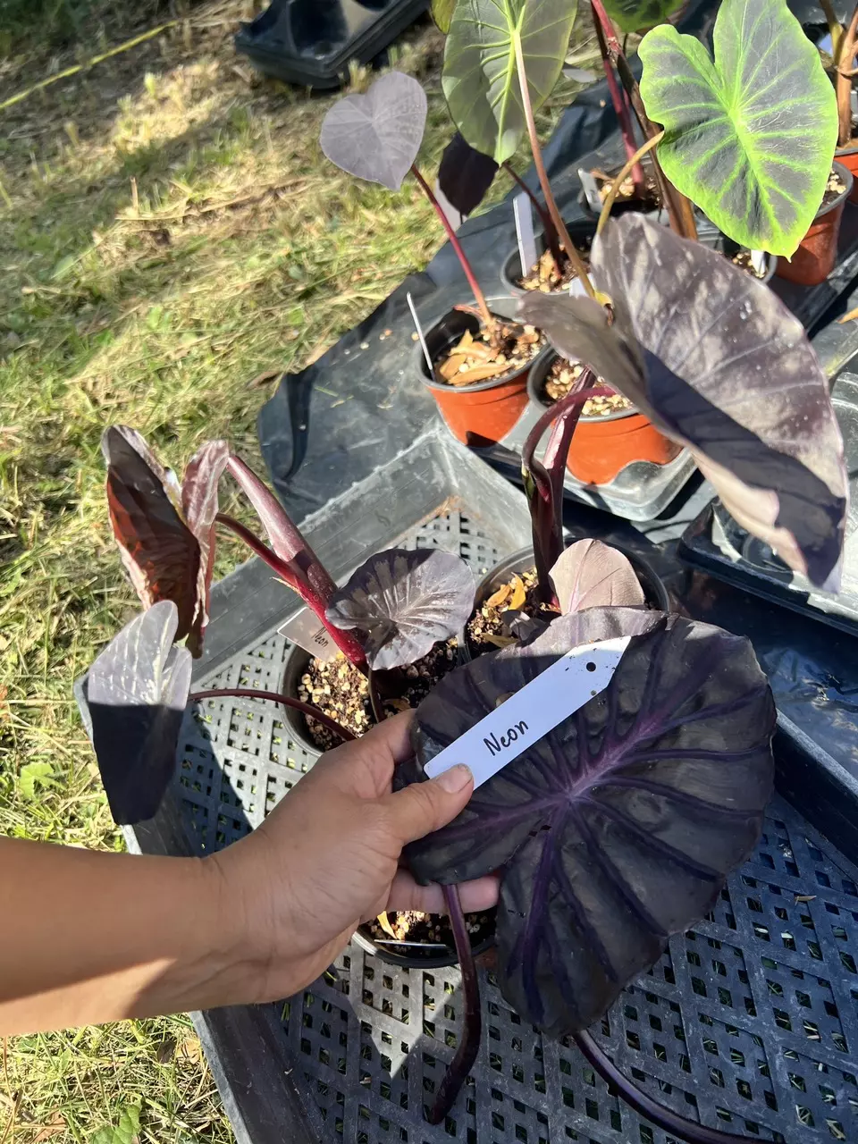 plant/Colocasia Neon (4” pot)-1