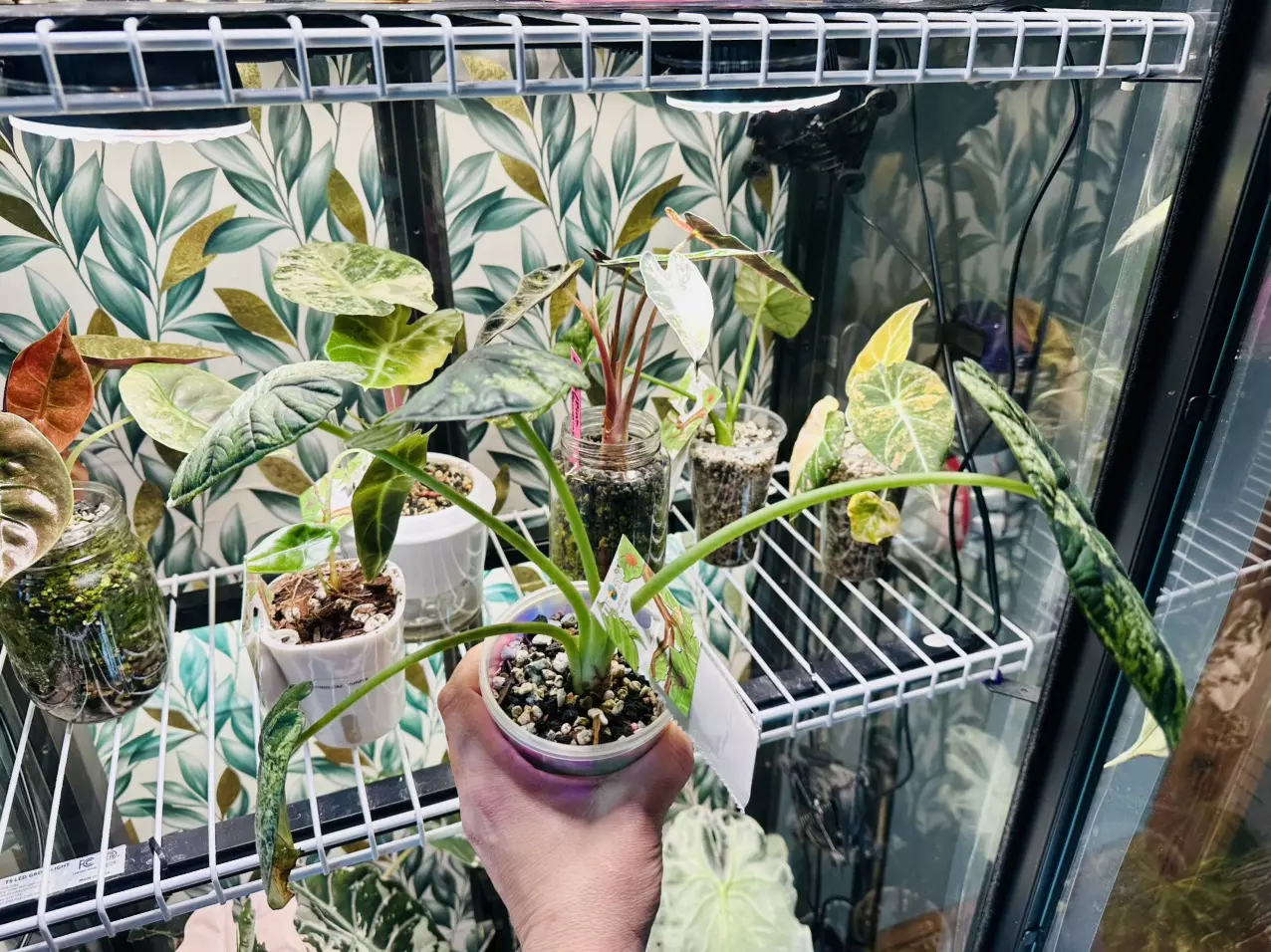 plant/Alocasia Dragon Scale Mint CORMING size! 💚💚-1