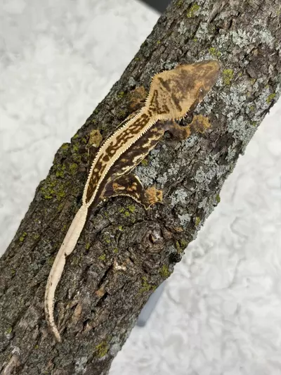 plant/CR25-93 - RaBr - Empty Back - Male 12g-0-thumbnail