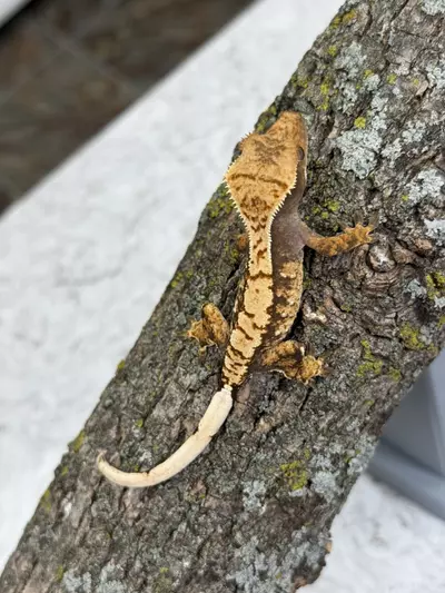 plant/CR25-111 - GaAm- Extreme Harlequin - NPV 8.3g-0-thumbnail