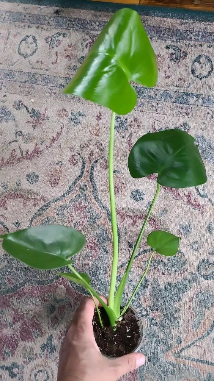 plant/Monstera Deliciosa 3.25" 11-029-0