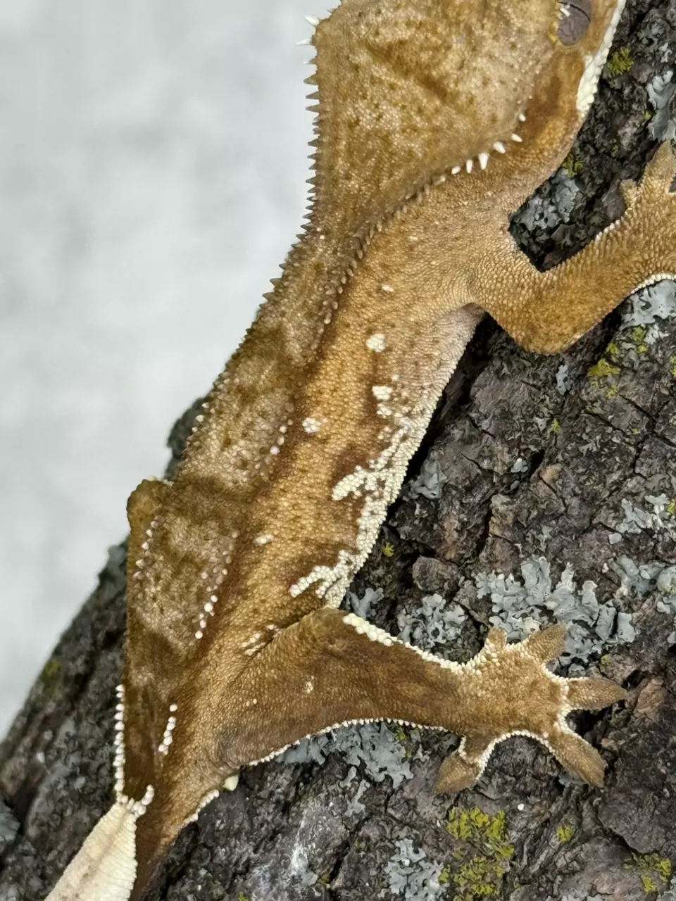 plant/CR25-129 - VIBa - Phantom - Male 8.6g-1