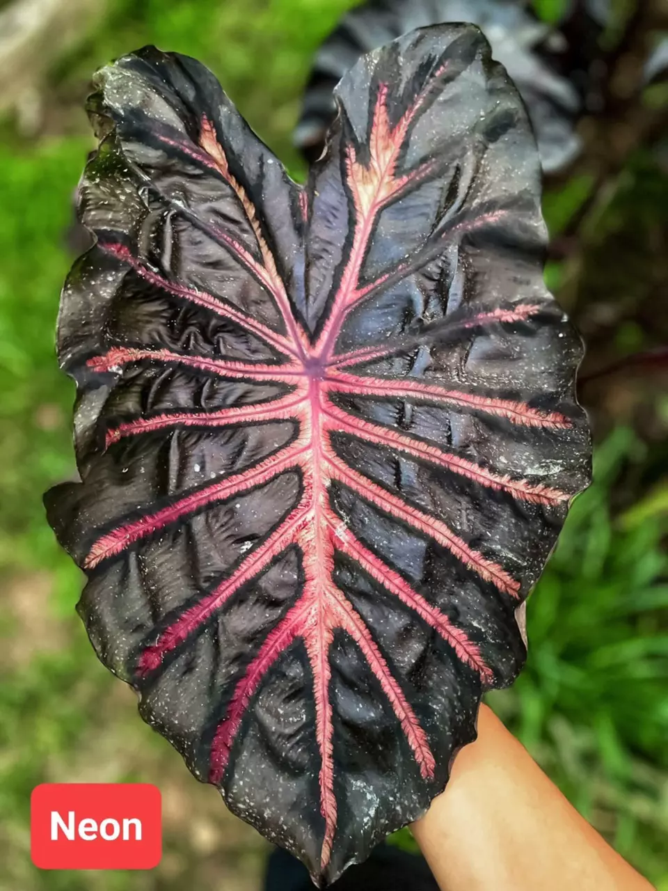 plant/Colocasia Neon (4” pot)-0