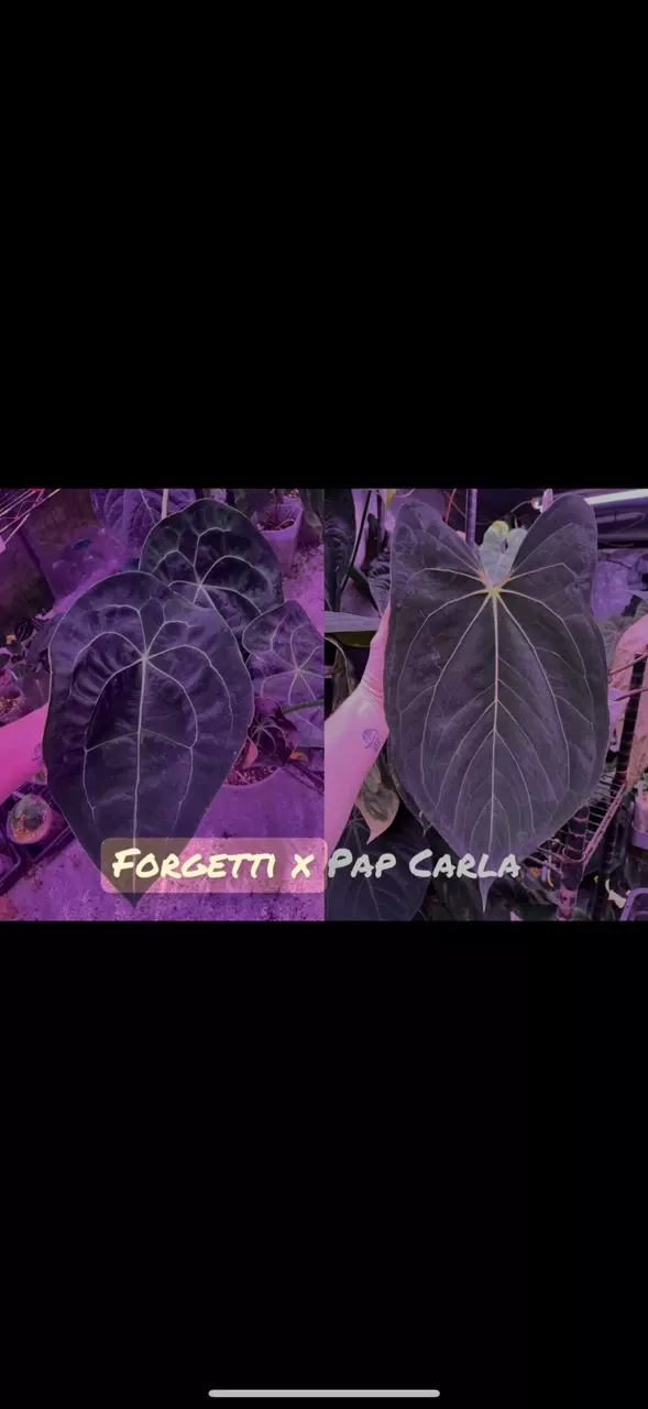 plant/GC: Forgetii x Pap Carla small seedling-0