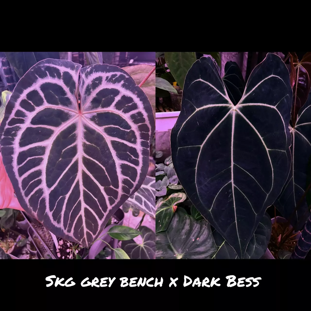 plant/GC: SKG Grey bench x Dark Bess seedling-0