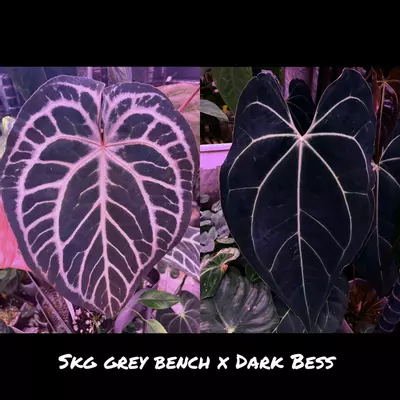 plant/GC: SKG Grey bench x Dark Bess seedling-0-thumbnail