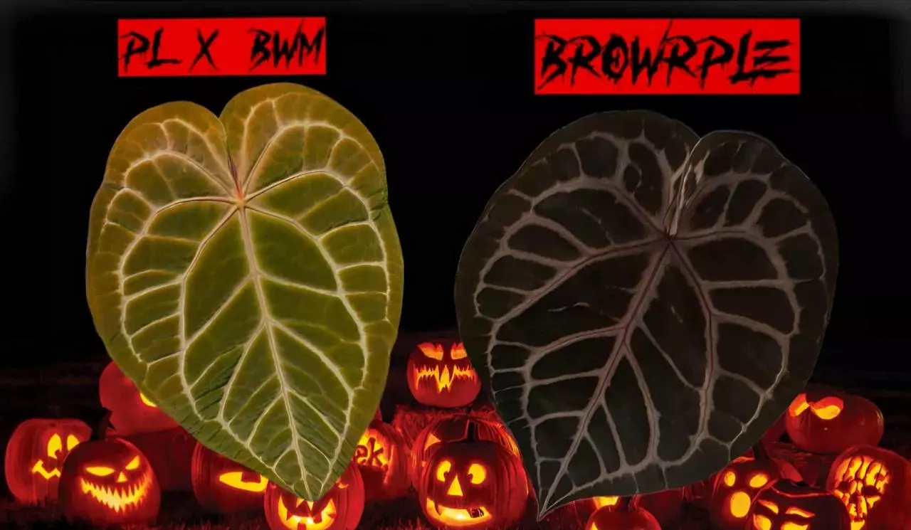 plant/x2 Germ Seeds (PL x BWM) x (Tortoise Shell Brown x Purple Rain)-0