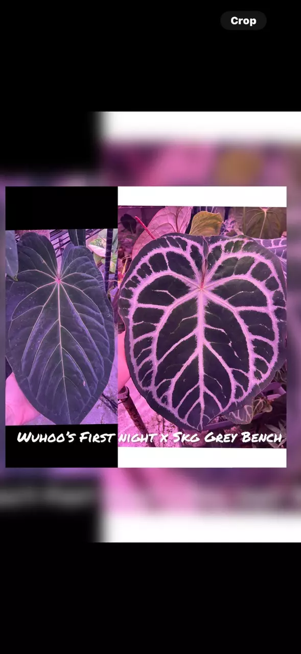 plant/GC: Wuhoo's First Night x SKG grey Bench small seedling-0