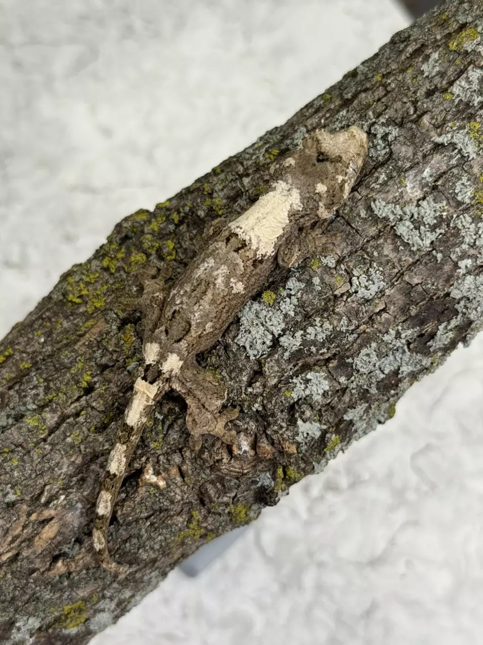 plant/CH25-39 - NiKi - white Collar high white lineage - Male 8.6g-0