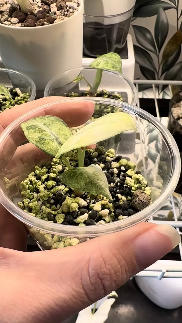 plant/Alocasia Ninja Tricolor baby!-1