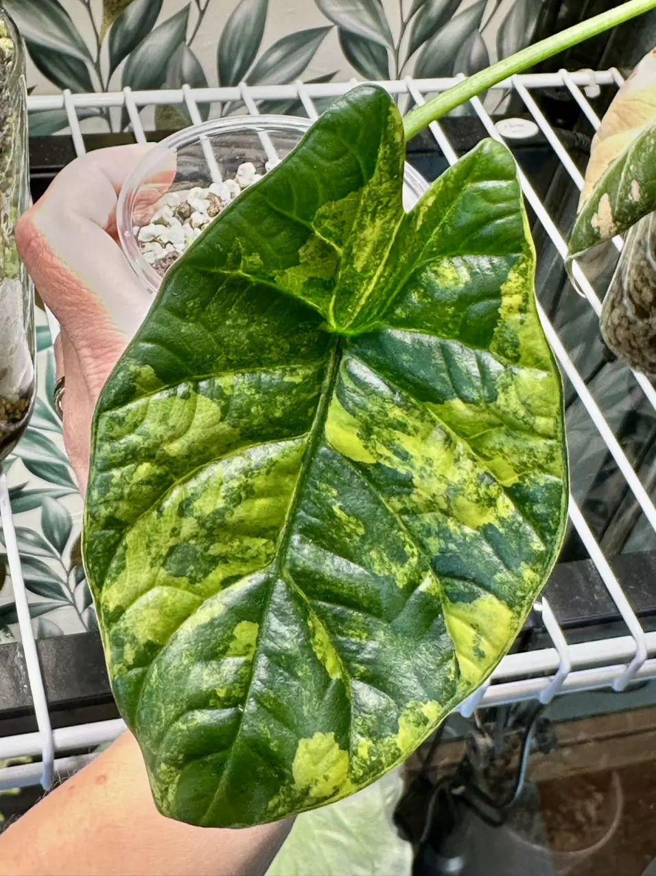 plant/Alocasia Sinuata Aurea with corm!! 💚💪🏼-0