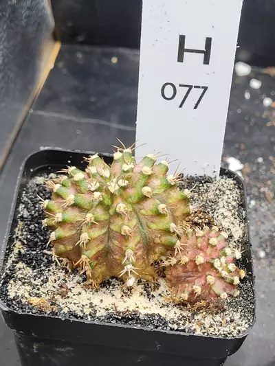 plant/Gymnocalycium Mihanovichii Trex Clone Cluster in 2.7" H077-0-thumbnail
