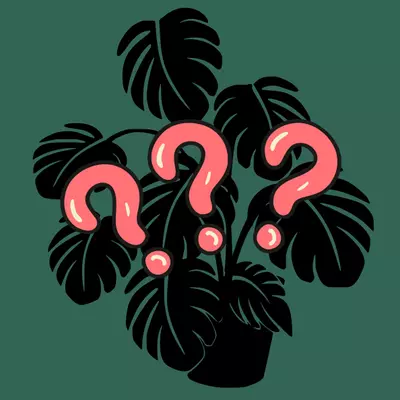plant/Feeling lucky? Mystery Starter Plant!-0-thumbnail