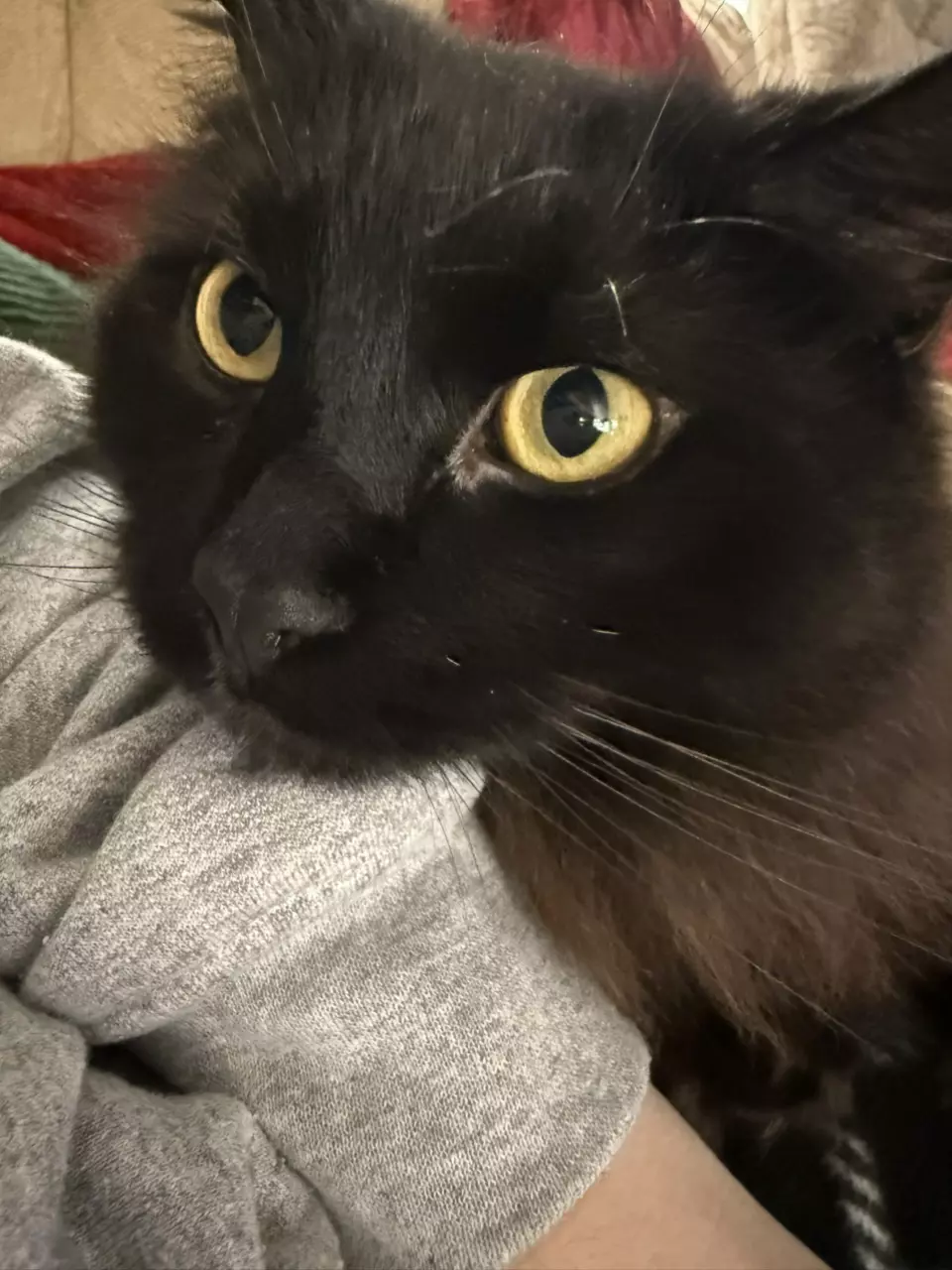 plant/Invoice me for shipping upgrade-0