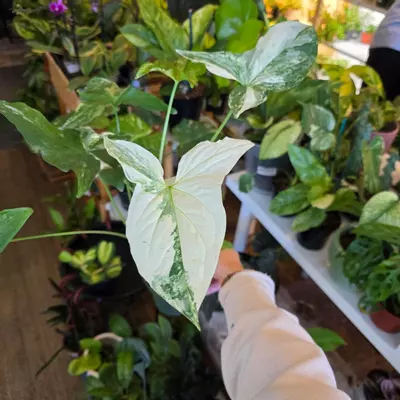 plant/4" syngonium albo-0-thumbnail