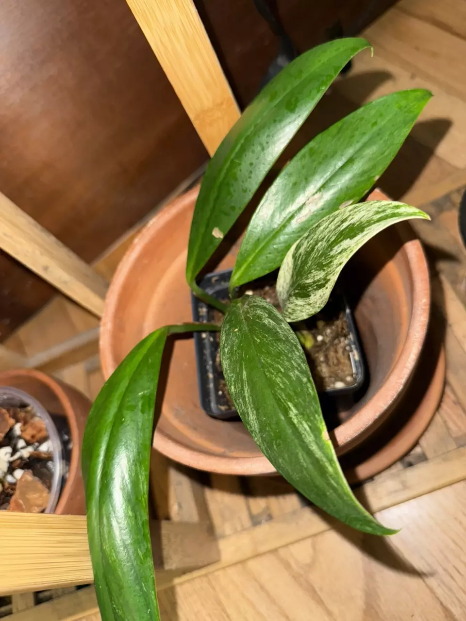 plant/Variegated rhaphidophora decursiva-0