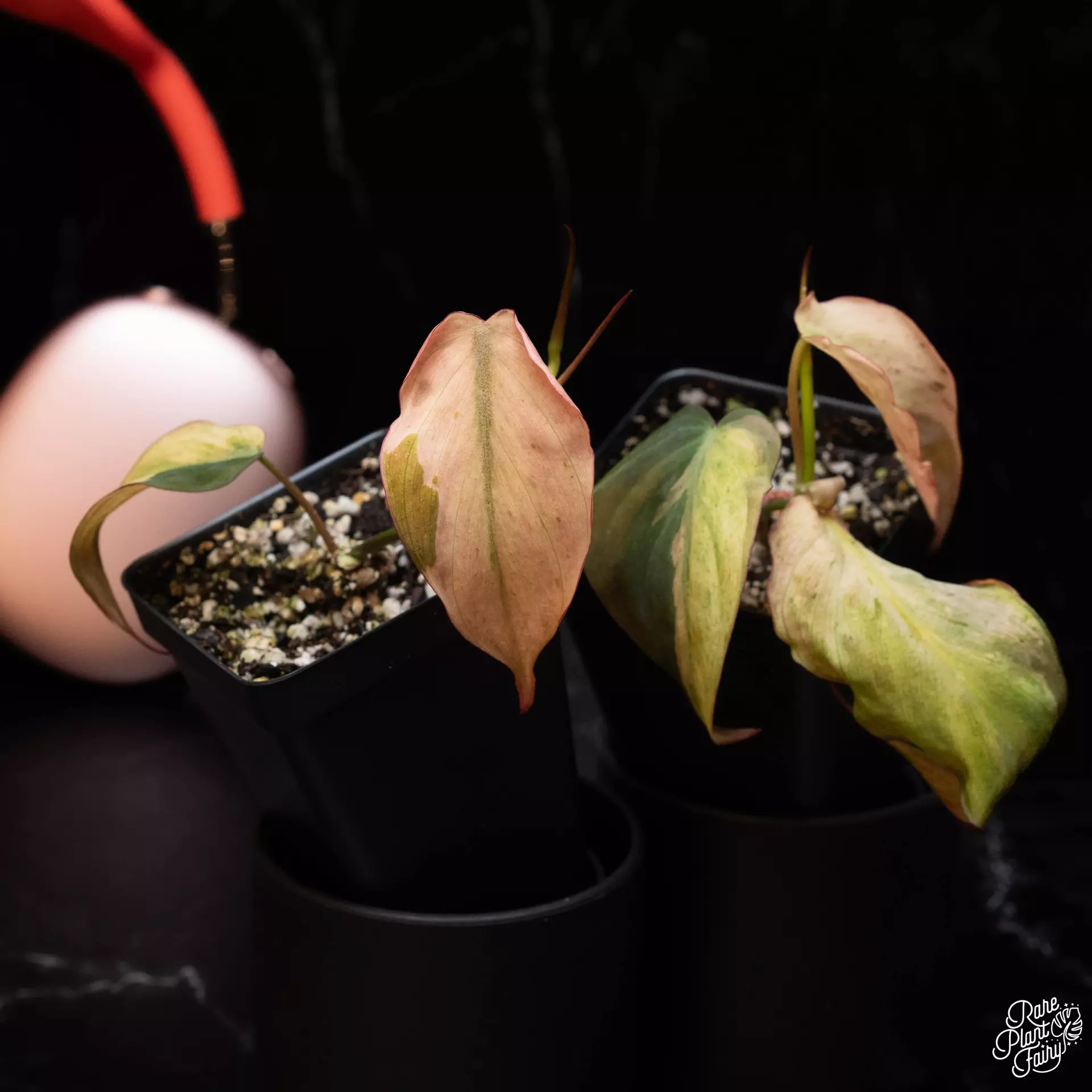 plant/Philodendron micans mint variegated *Grower's choice*-0