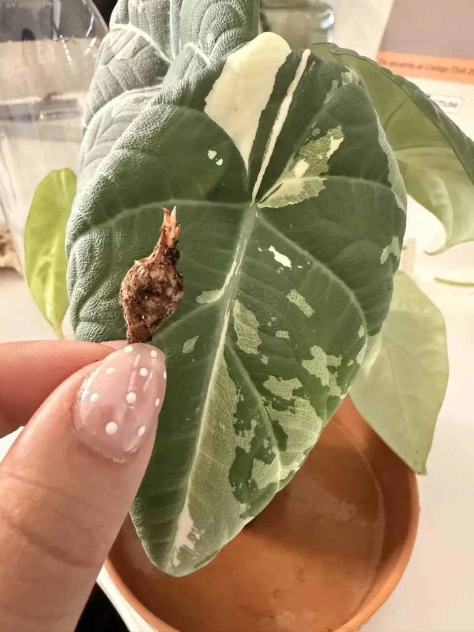 plant/Maharani Albo Sprouting Corm-0